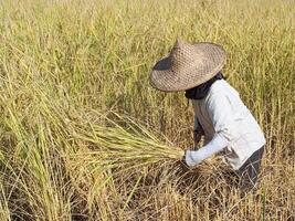 Aziatisch vrouw boer zijn oogsten rijst- door een sikkel foto