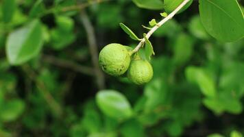 klein citrus fruit planten zijn helder groen in kleur foto