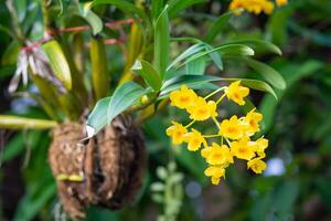 mooie gele orchidee in de tuin foto