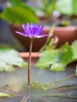 mooi van Purper lotus zijn bloeiend foto