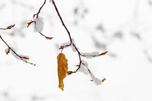 herfst bladeren gedekt met sneeuw foto