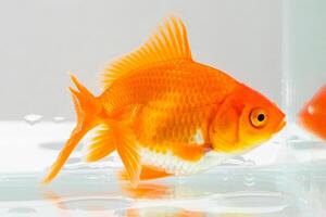 oranda goudvis in aquarium vis tank dichtbij omhoog foto