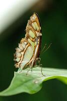 macro mooi vlinder siproeta stelenes foto