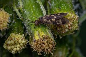 volwassen caddisfly insect