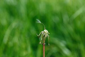 paardebloem Aan een achtergrond van groen gras foto