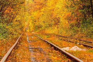 herfst Woud door welke een oud tram ritten Oekraïne foto