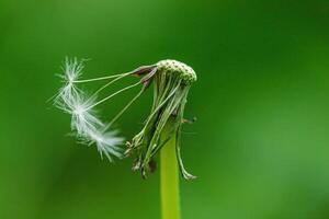 paardebloem Aan een achtergrond van groen gras foto