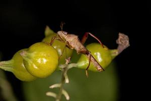 volwassen breedkopwants foto