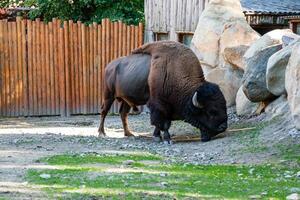 buffel Aan de gras dichtbij omhoog foto