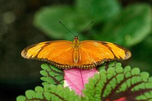 macro mooi vlinder oranje foto