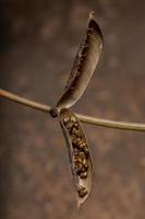 rattlepods zaden in macroweergave foto