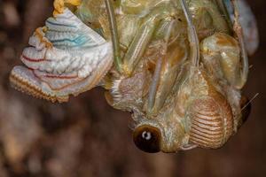 volwassen gigantische cicade