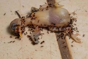 mieren azen op een dode vogel foto