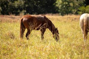 paard dat in een weiland rust foto