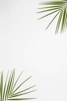verhoogde weergave palmbladeren hoek witte achtergrond