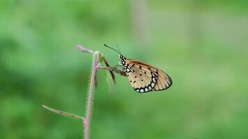 een oranje vlinder acraea terpsicore foto