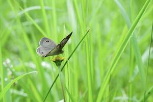 een bruin vlinder ypthima huebneri foto