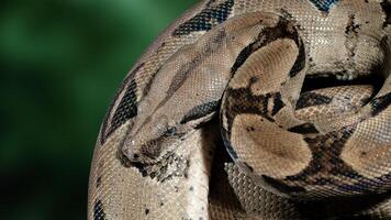 ulair sanca of malayopython reticulatus slang foto