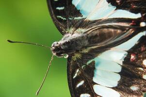 een kleurrijk vlinder grafium doson foto