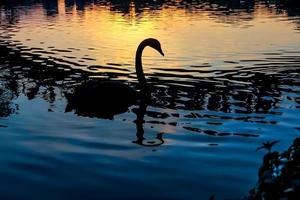 silhouet van een zwaan en zijn weerspiegeling in de zonsondergang foto