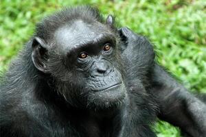een chimpansee of pan holbewoners foto