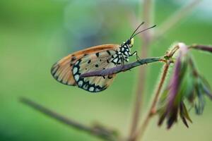 een oranje vlinder acraea terpsicore foto