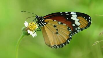 een oranje vlinder acraea terpsicore foto