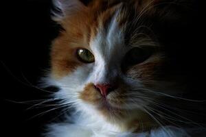 portret van Perzisch ras kat felis catus foto