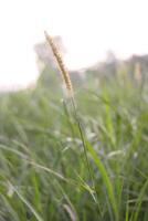 een mooi afbeelding van gras en gras bloemen foto