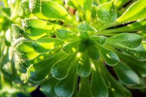 groen bladeren van de aeonium spits bloem. kamerplant sappig. natuurlijk achtergrond. foto