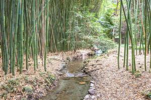 bamboe botanische tuin. concept voor zen, milieu en groen leven. foto