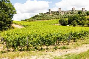 wijngaard in Toscane