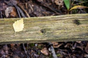 geel blad op een houten bord in het bos. foto