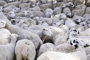 Spaanse schapen in een landelijke boerderij