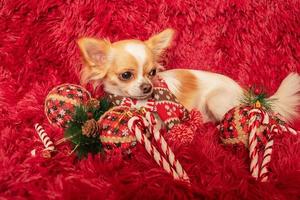 hondenras witte langharige chihuahua tegen de achtergrond van een pluizige plaid en nieuwjaarsspeelgoed. foto