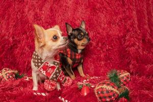 twee chihuahuahonden thuis op een deken. nieuwjaar en kerstconcept. foto