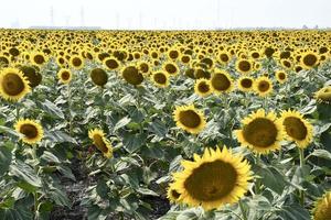 een groot veld met gele zonnebloemen foto