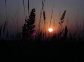 steppebloemen op zonsondergangachtergrond foto