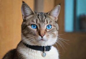 ai gegenereerd een schattig kat met blauw ogen vervelend een halsband foto