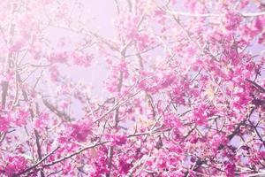 achtergrond natuur bloem Valentijn. prunus cerasoides achtergrond vervagen bokeh roze foto
