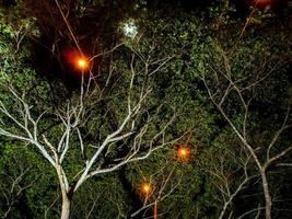 verlichting op de kabel onder de grote boom foto