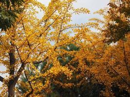geel boomblad