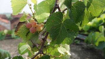 bundel van druiven in een op het dak tuin foto