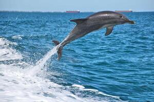 een springend dolfijn foto