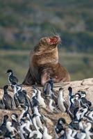 Grootharige Zuid-Amerikaanse zeeleeuw en roekenkolonie van koningsaalscholvers op de eilanden van het beaglekanaal in Patagonië, in de buurt van Ushuaia, Argentinië foto