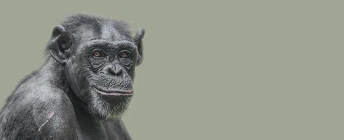banner met een portret van een gelukkige volwassen chimpansee, glimlachend en denkend, close-up, details met kopieerruimte en stevige achtergrond. concept biodiversiteit en natuurbehoud. foto
