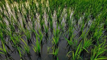 duurzame landbouw, weelderig rijst- rijstveld reflecties foto