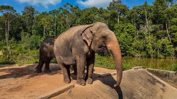 Aziatisch olifant temidden van weelderig groen oase foto