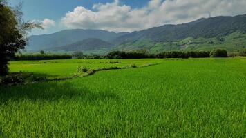 groen rijst- velden, landelijk kalmte in overvloed foto
