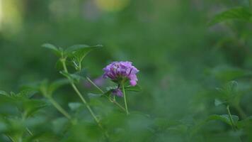 kleine bloem met bokeh achtergrond foto